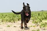 BEAUCERON - PUPPIES 024